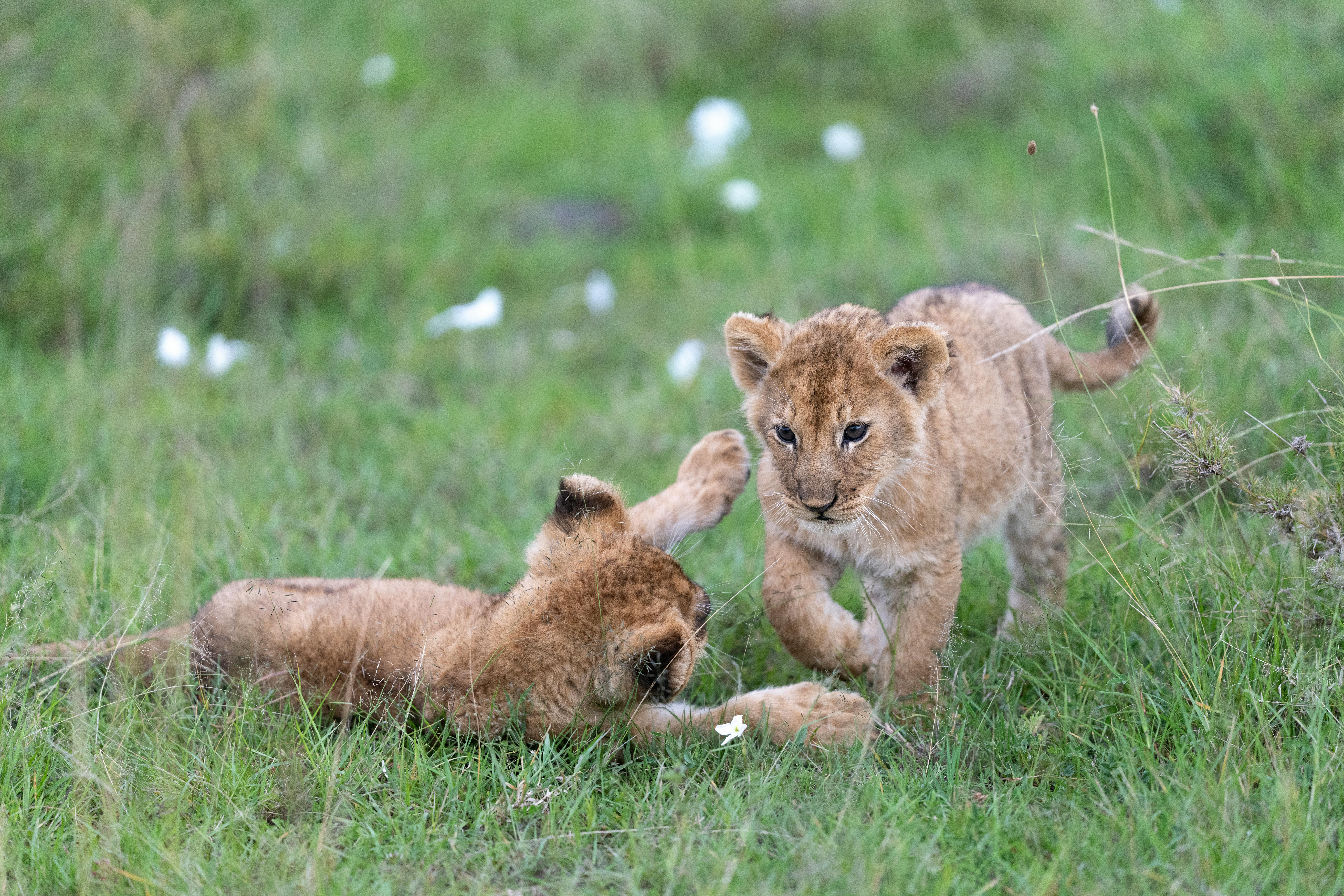 Lion