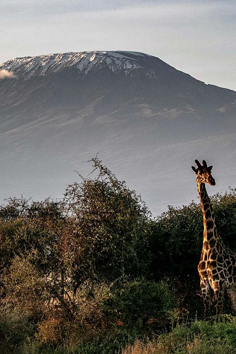 Mt Kilimanjaro