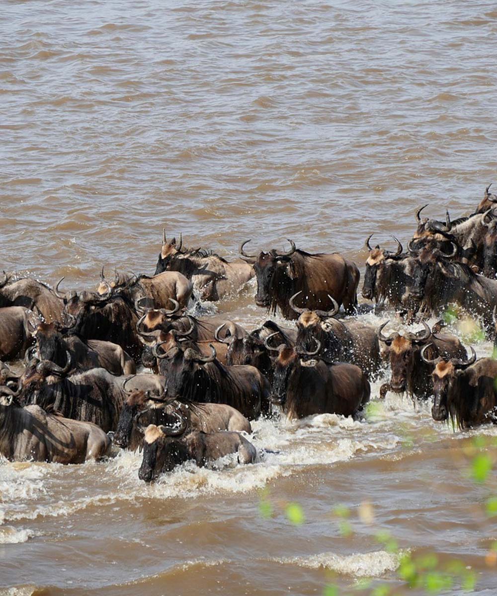 Great Migration