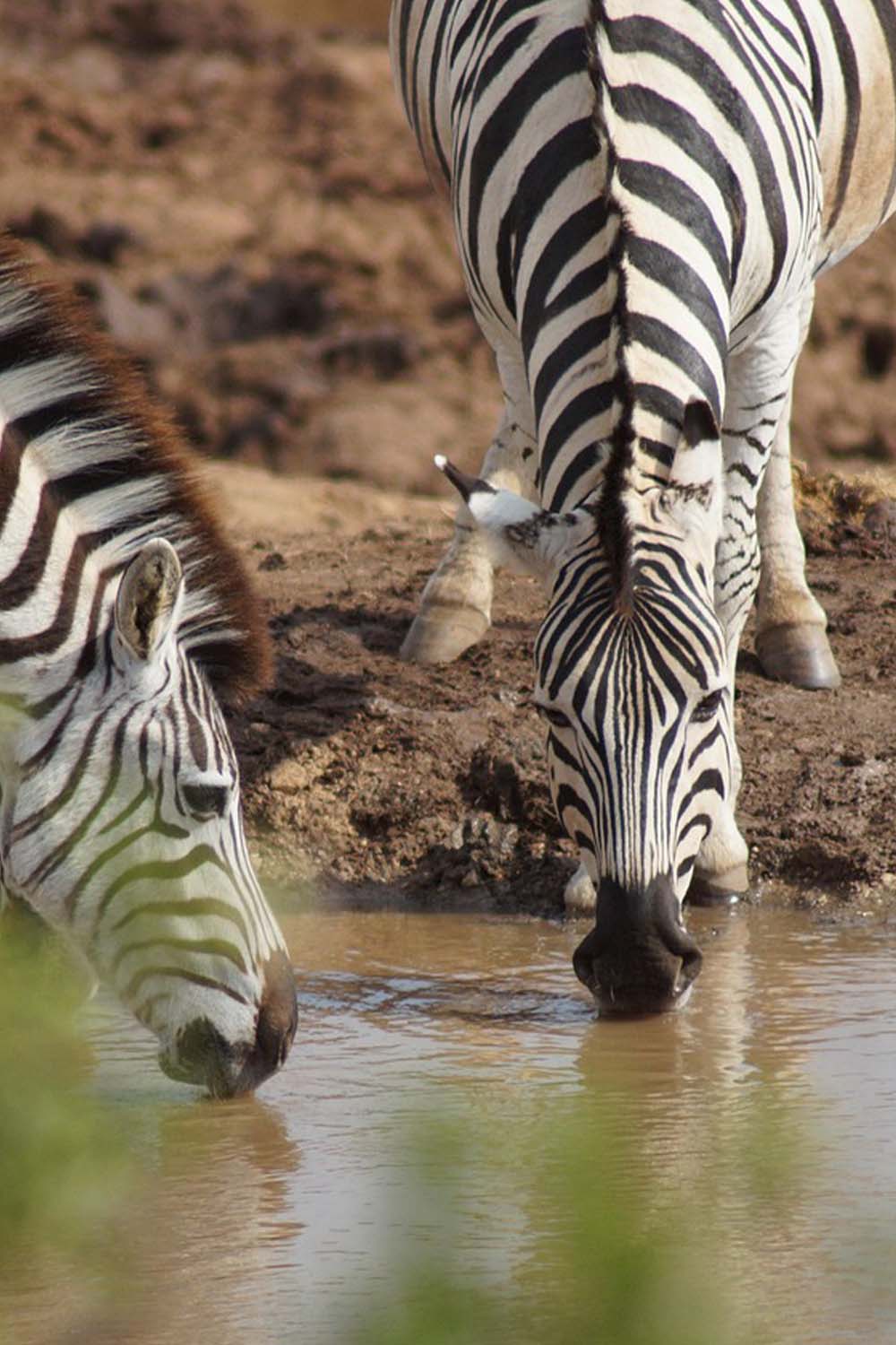 Nyerere National Park